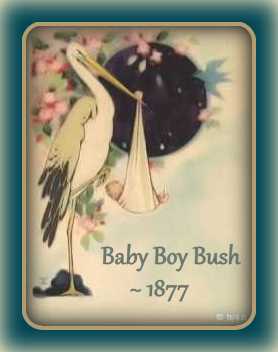 baby-boy-bush-1877